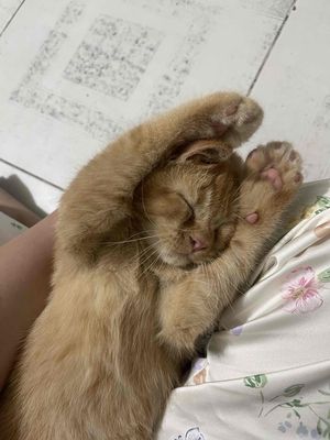 Cần tìm nhà mới cho con gái em. Mua bán Mèo tại Thị xã Tân Châu An Giang được đăng bởi An An