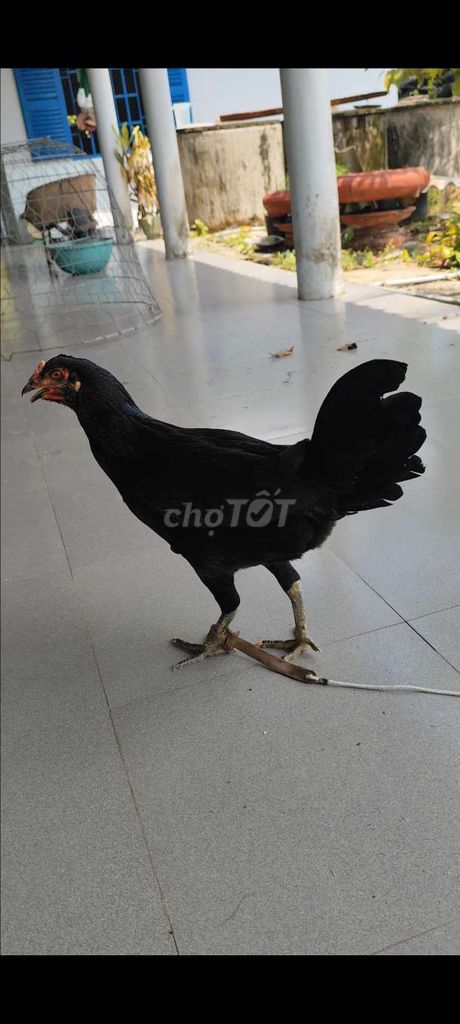 Gà Thái Mỹ tơ 5 tháng #42. Mua bán Gà tại Huyện Châu Thành Long An được đăng bởi Phuc Ga My hình 1