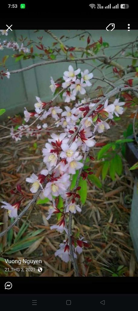 Cây cảnh Bạch Mai Trắng hồng. Mua bán Cây cảnh, đồ trang trí tại Huyện Đông Anh Hà Nội được đăng bởi nghiêm đình cường  hình 1