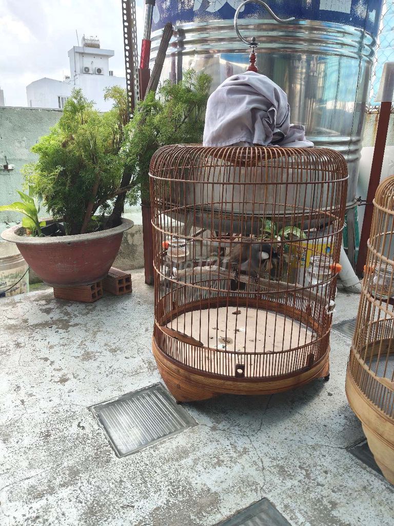 Chim cảnh giống nhỏ trống Mùa 2. Mua bán Chim tại Quận Tân Bình Tp Hồ Chí Minh được đăng bởi Đam mê 1Thời hình 1