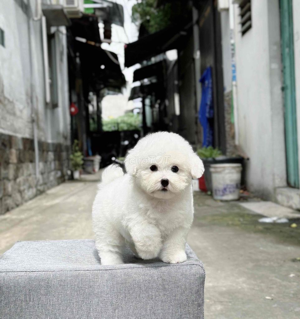 chó nhà đẻ cần bán. Mua bán Chó tại Quận Gò Vấp Tp Hồ Chí Minh được đăng bởi Triệu Hồng Ngọc hình 2
