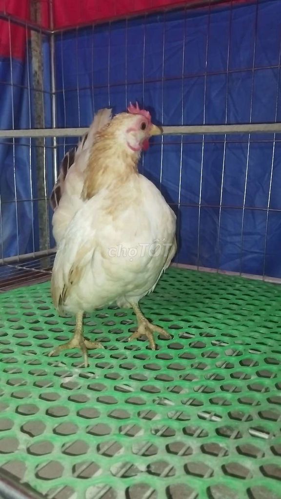 Gà Serama mái đang đẻ. Mua bán Gà tại Huyện Đông Anh Hà Nội được đăng bởi Trại Gà Tre Gà Chọi Hà Nội hình 1
