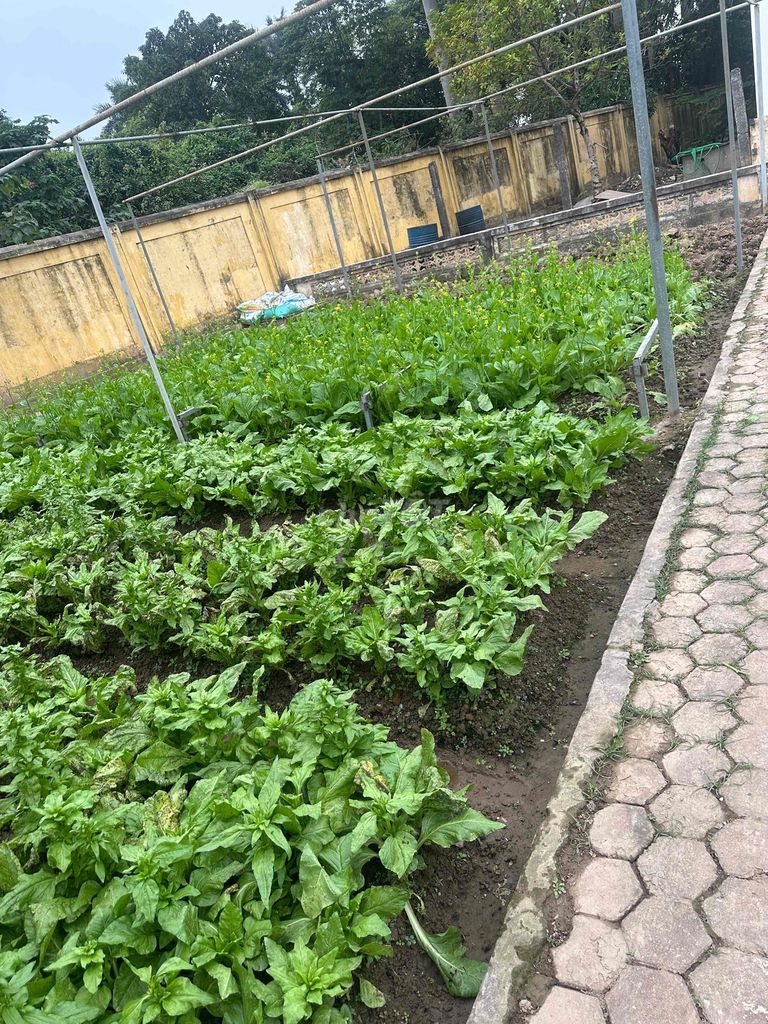 Rau củ quả sạch Việt Nam. Mua bán Đồ ăn, thực phẩm và các loại khác tại Quận Bắc Từ Liêm Hà Nội được đăng bởi Vũ Duy Vương hình 1