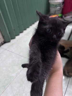 Mèo Anh lai ta đen 2 tháng tuổi