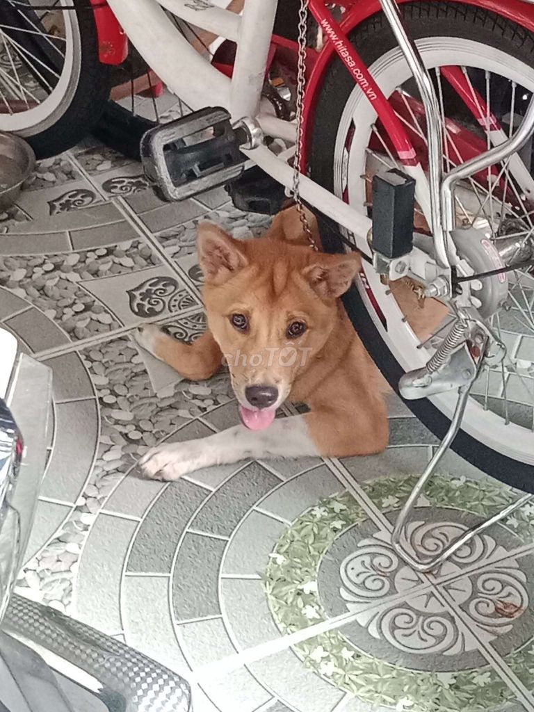 Chó con Nâu trắng đã sổ giun. Mua bán Chó tại Quận 12 Tp Hồ Chí Minh được đăng bởi Tài Huỳnh Văn hình 1