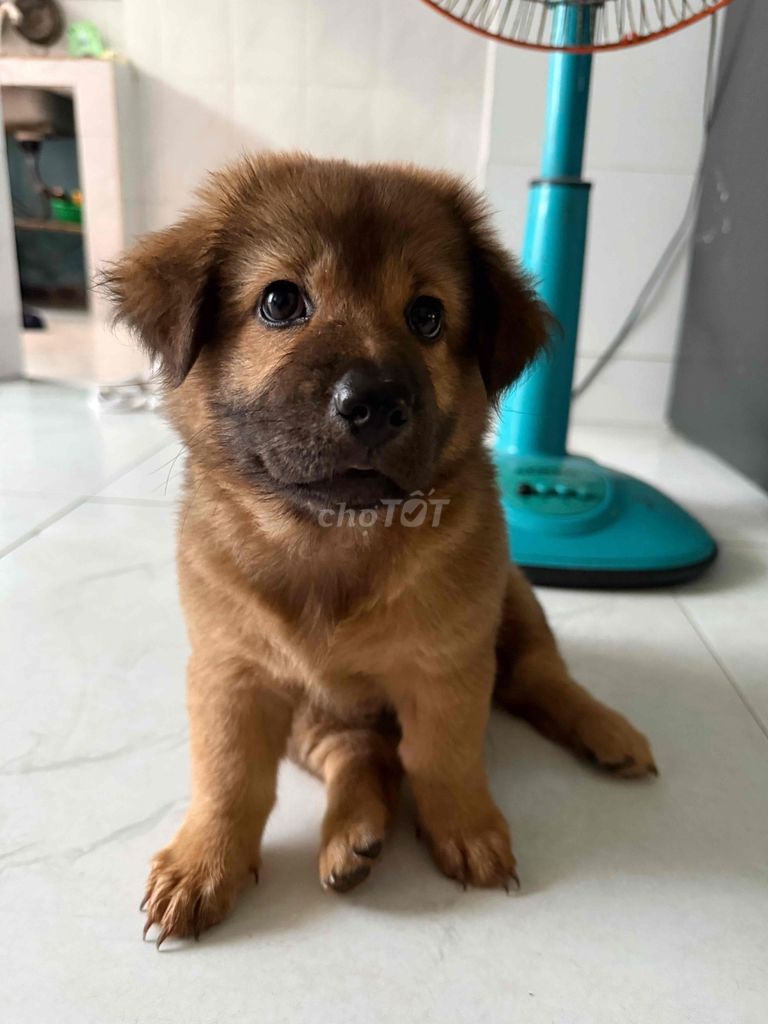 chó lai poodle, chó lùn. Mua bán Chó tại Quận Thanh Khê Đà Nẵng được đăng bởi Vi Babie hình 1