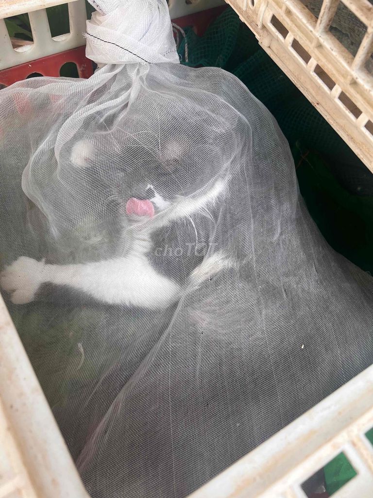 Mèo Anh lông ngắn đen trắng 1 tuổi. Mua bán Mèo tại Thành phố Vũng Tàu Bà Rịa - Vũng Tàu được đăng bởi Nguyễn Thế Thắng hình 1