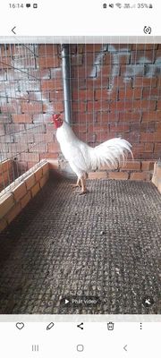 Gà thái. Mua bán Gà tại Quận Tân Bình Tp Hồ Chí Minh được đăng bởi thanh