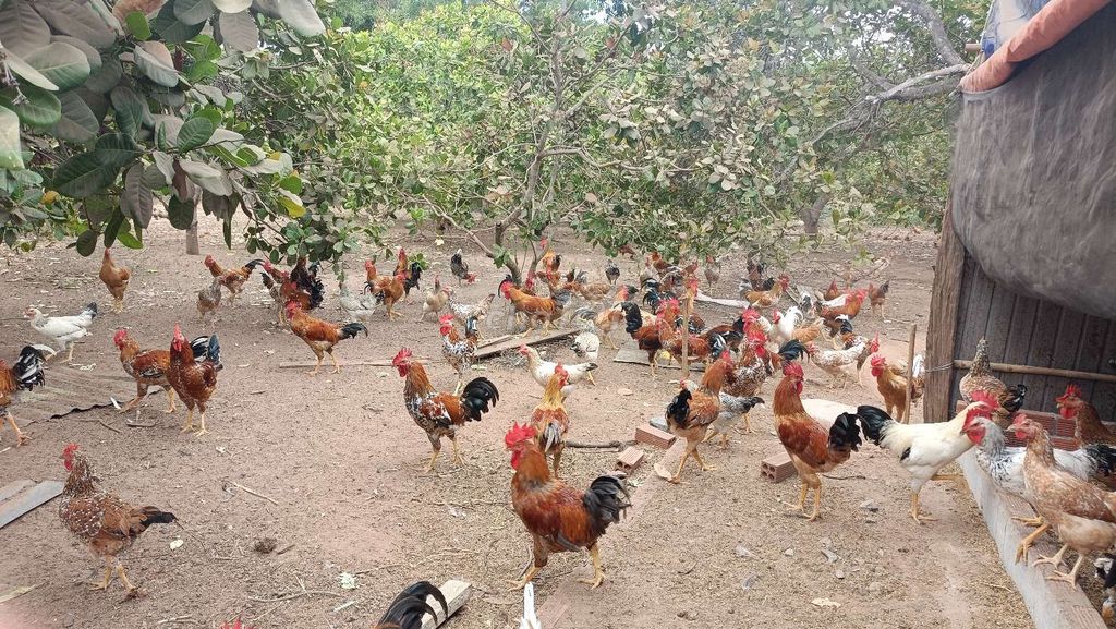 Gà Hoa Mơ Thả vườn. Mua bán Đồ ăn, thực phẩm và các loại khác tại Huyện Lộc Ninh Bình Phước được đăng bởi Trang Nhỏ hình 1