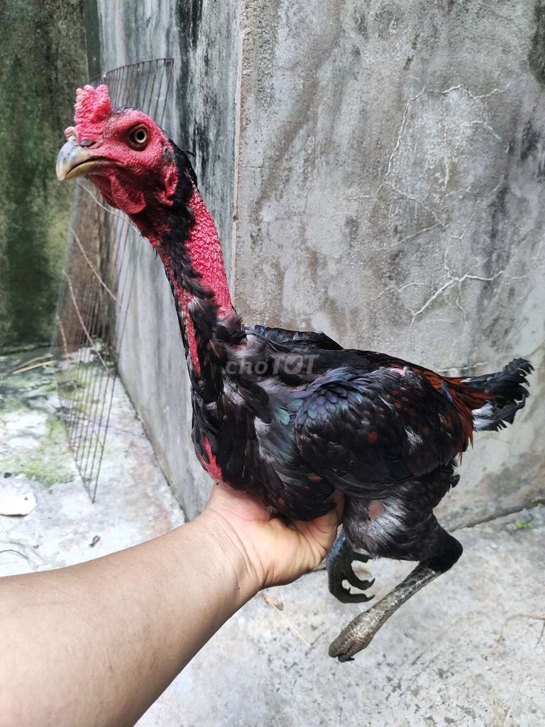 Gà đòn Tía Chân Xanh 2.5kg 12. Mua bán Gà tại Quận 1 Tp Hồ Chí Minh được đăng bởi Ngọc Thạch hình 1