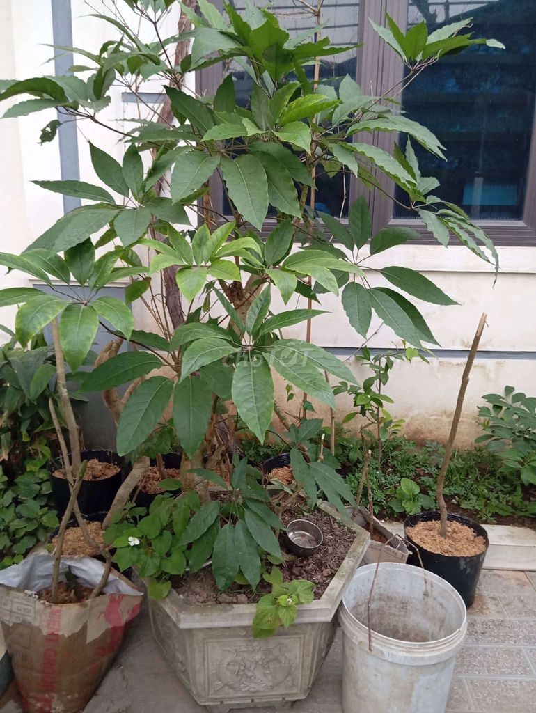 Cây lá lằng chậu 5 năm. Mua bán Cây cảnh, đồ trang trí tại Huyện Nghi Lộc Nghệ An được đăng bởi Ngoc Hao Nguyen hình 1