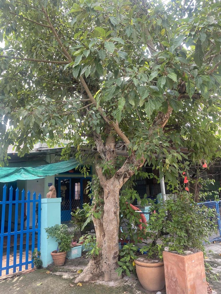 Cây cảnh Sung phong thủy trang trí. Mua bán Cây cảnh, đồ trang trí tại Thành phố Thuận An Bình Dương được đăng bởi Trí Phương hình 1