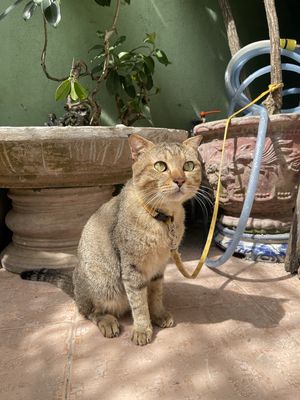 Mèo xiêm lai Scottish Fold. Mua bán Mèo tại Quận Hải Châu Đà Nẵng được đăng bởi Trần Kim Khánh