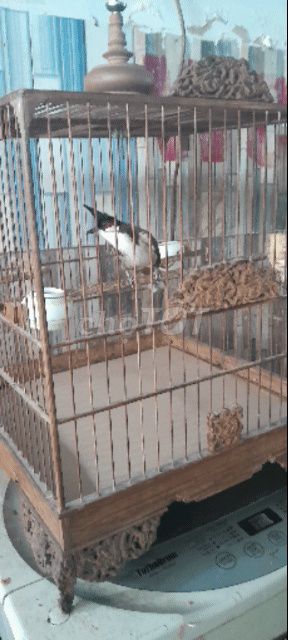 Chim chào mào 4-5 mùa thuần đen trắng. Mua bán Chim tại Huyện Long Thành Đồng Nai được đăng bởi nguyễn đặng liêm hình 1