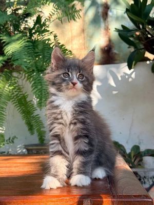 🐾 Maine Coon thuần chủng –  cực đẹp