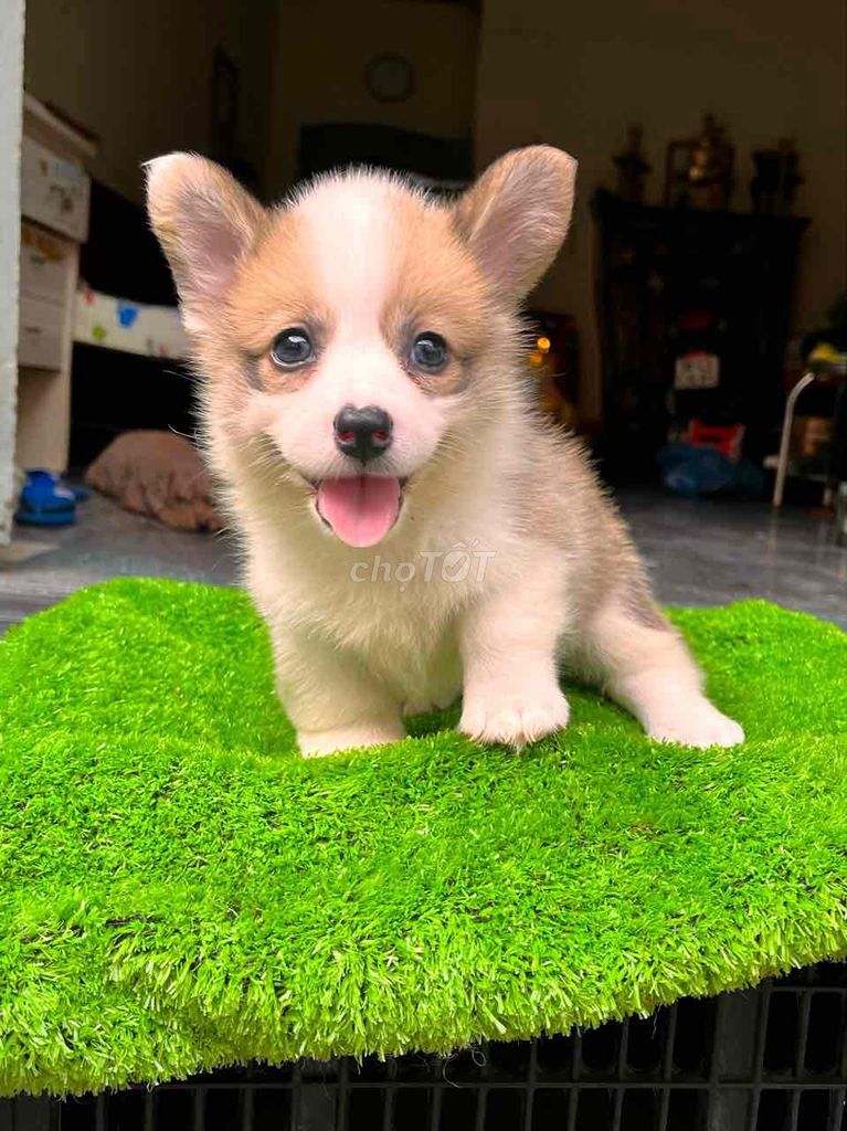 Chó Corgi Trắng vàng, tricolor nhà đẻ. Mua bán Chó tại Quận 8 Tp Hồ Chí Minh được đăng bởi Bong Do hình 1