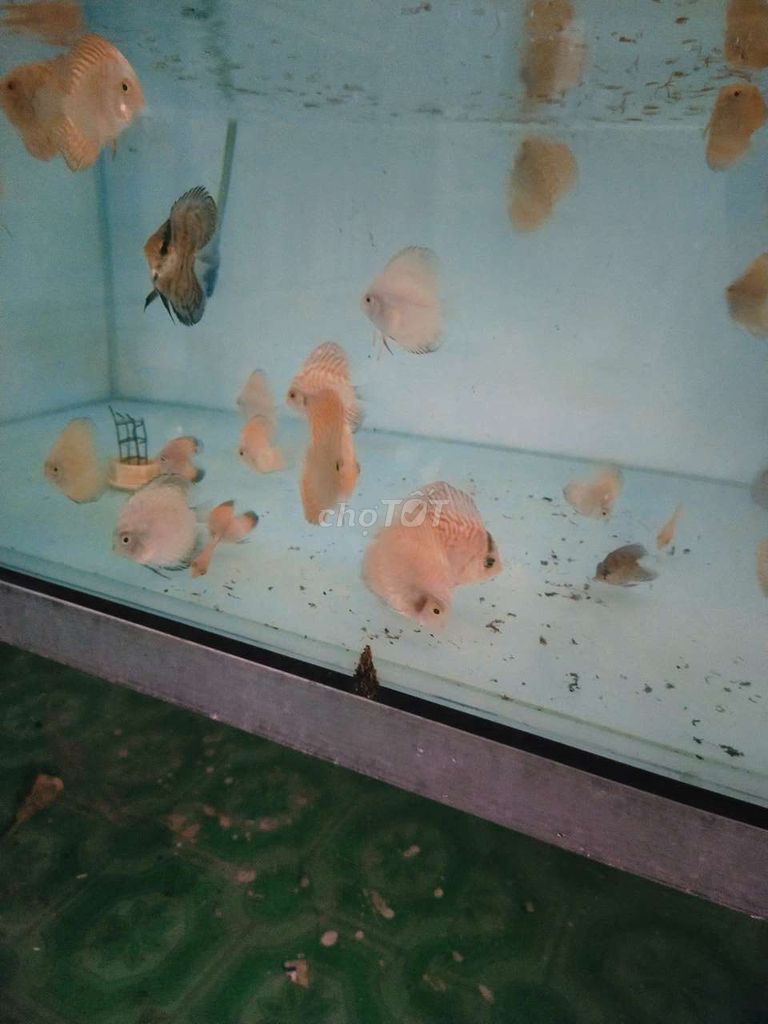 Cá cảnh Cá đĩa nhiều màu. Mua bán Thú cưng khác tại Quận Tân Bình Tp Hồ Chí Minh được đăng bởi Cá dĩa Như Ý hình 1