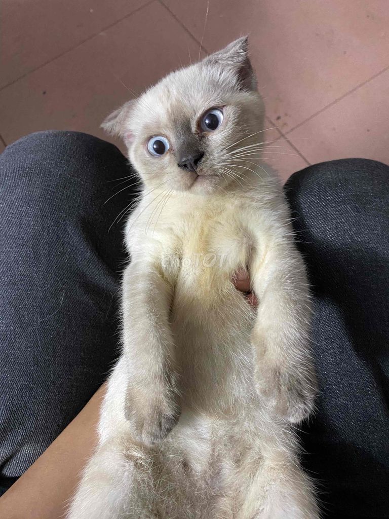em tìm chủ mới cho các bé ạ em ở hoàng mai hà nội