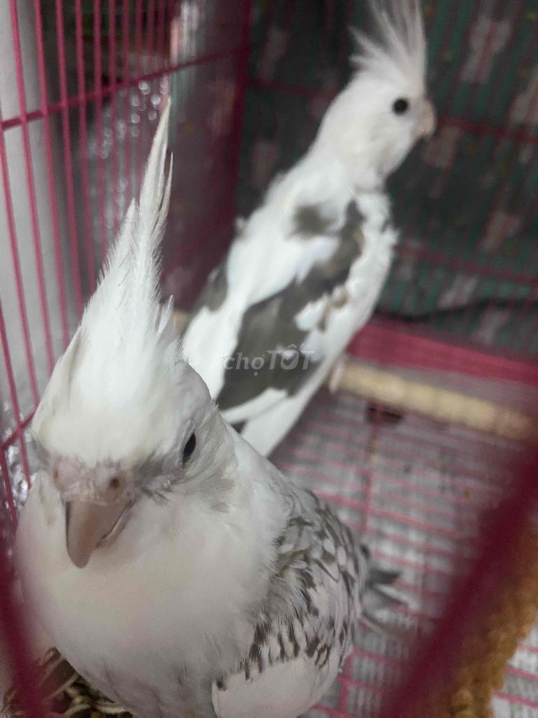 Chim Cockatiel Trắng xám Trống mái. Mua bán Chim tại Quận Bình Tân Tp Hồ Chí Minh được đăng bởi Soa Duong hình 1