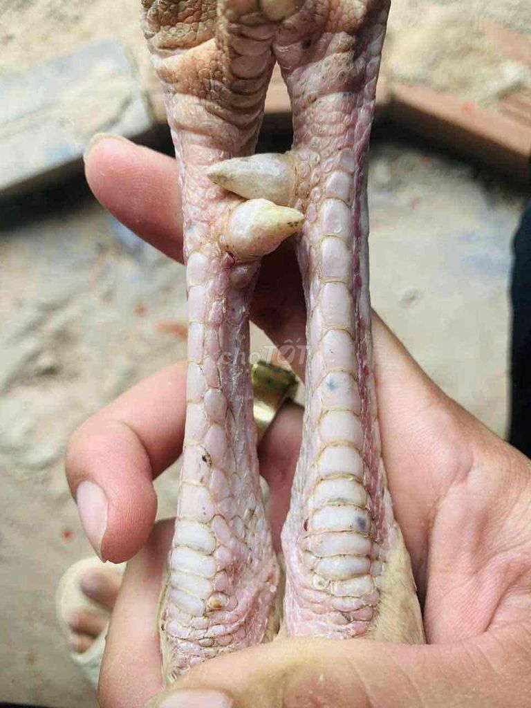 úa 2kg8. Mua bán Gà tại Huyện Châu Thành Sóc Trăng được đăng bởi Di Khương hình 2