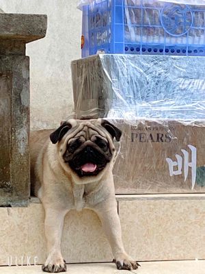 Chó Pug nâu vàng 2 tuổi
