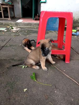 Chó con Malinois lai 46 ngày tuổi. Mua bán Chó tại Thị xã Bến Cát Bình Dương được đăng bởi danglan