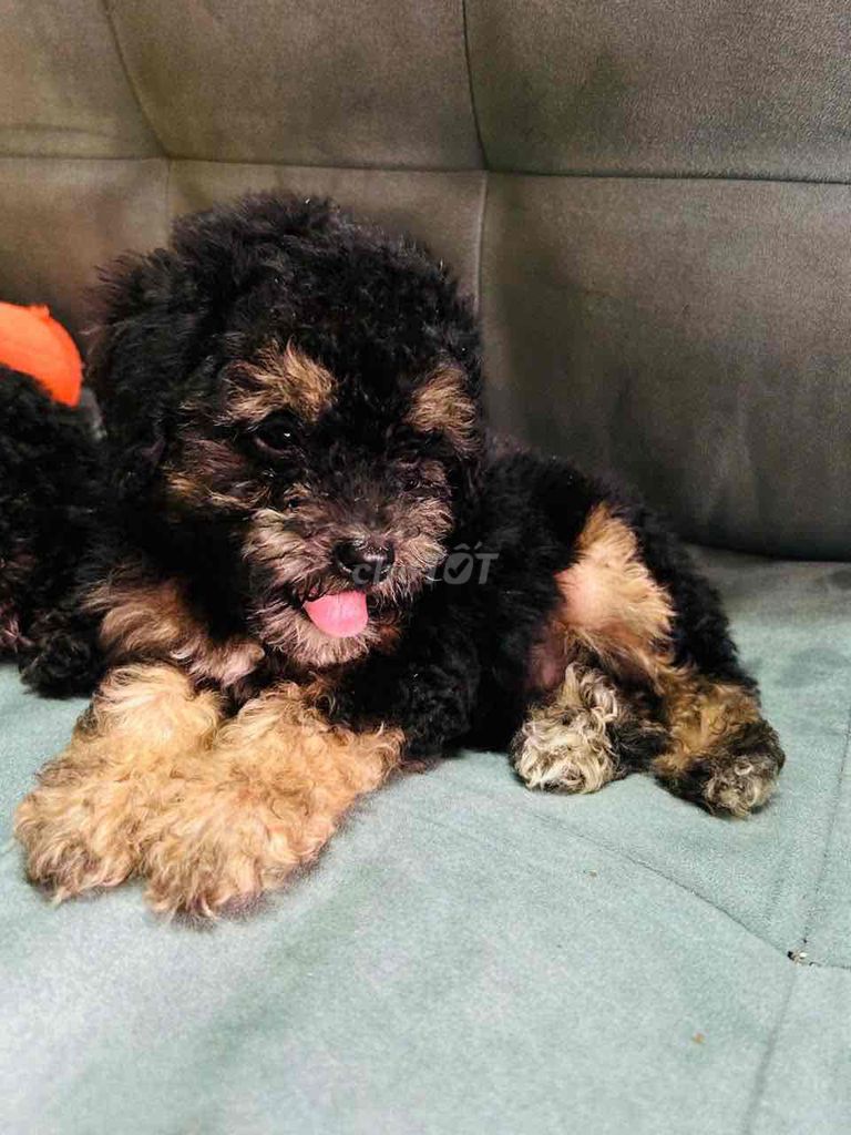 Chó Poodle Tini Phantom 55 ngày. Mua bán Chó tại Thành phố Dĩ An Bình Dương được đăng bởi Nguyễn Trung hình 1