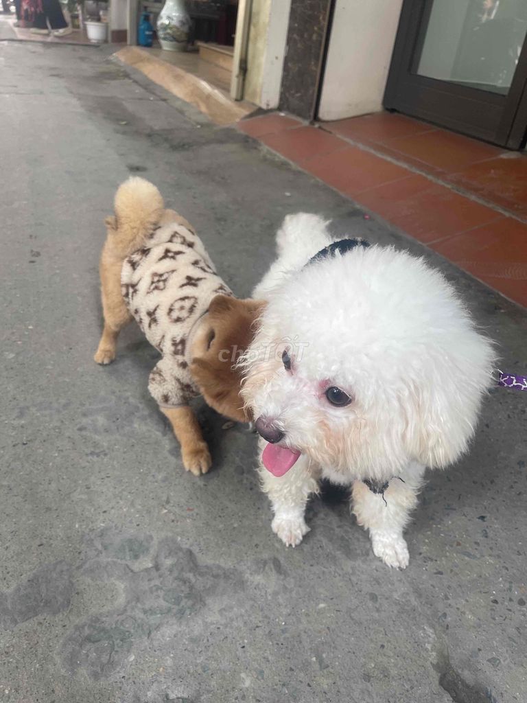 Chó Poodle Tini đực 2 tuổi. Mua bán Chó tại Quận Bắc Từ Liêm Hà Nội được đăng bởi phạm minh hiếu hình 1