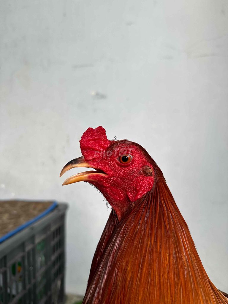 Điều asli mỹ mồng dâu 1kg5. Mua bán Gà tại Quận 12 Tp Hồ Chí Minh được đăng bởi Văn Quí hình 1