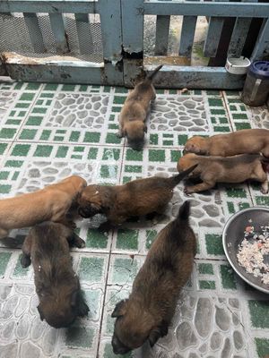 Chó Phú Quốc Nâu 8 con