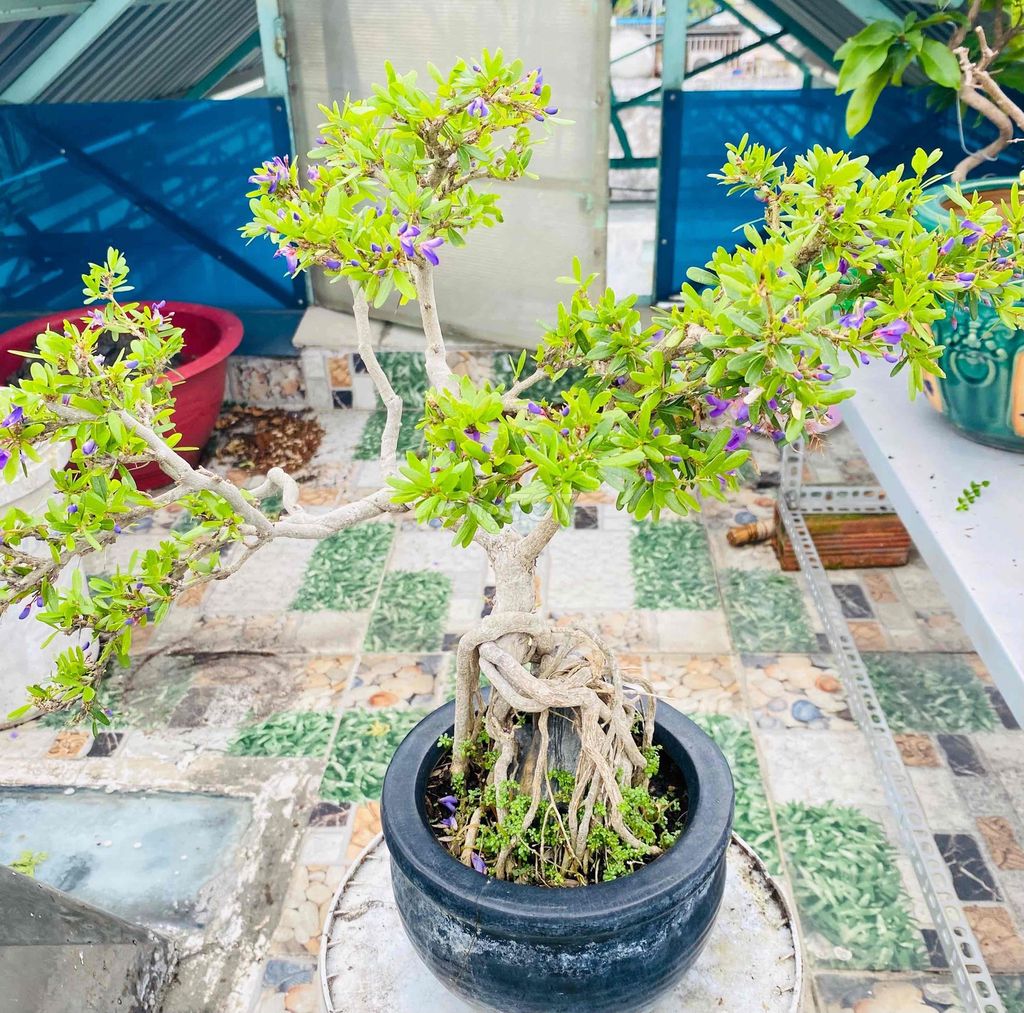 Bonsai Linh Sam Hoa Tím, Rồng Ẩn Mình Nghệ Thuật. Mua bán Cây cảnh, đồ trang trí tại Quận Tân Phú Tp Hồ Chí Minh được đăng bởi Nguyễn Hoàng hình 1