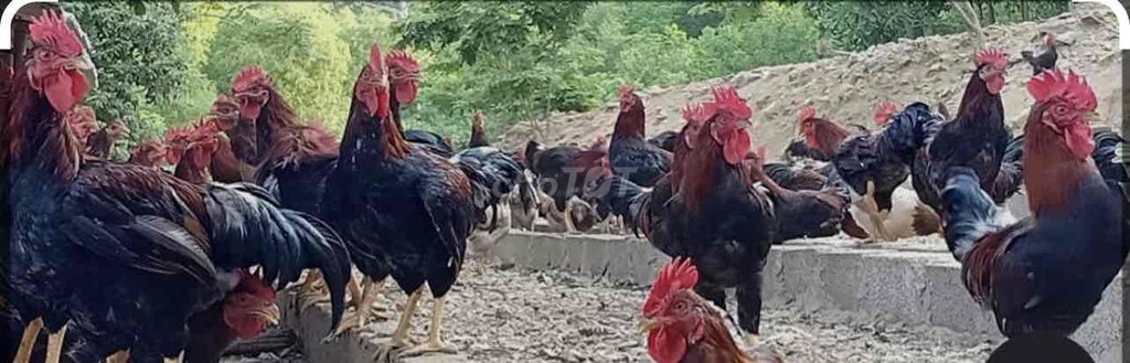 Gà nòi đất thả vườn. Mua bán Gà tại Thành phố Rạch Giá Kiên Giang được đăng bởi Ân hình 1