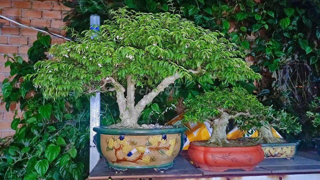 Cây Mai Chiếu Thủy bonsai 65cm Gốm sứ Đồng Nai. Mua bán Cây cảnh, đồ trang trí tại Huyện Hóc Môn Tp Hồ Chí Minh được đăng bởi Xuân Quang 55 hình 1