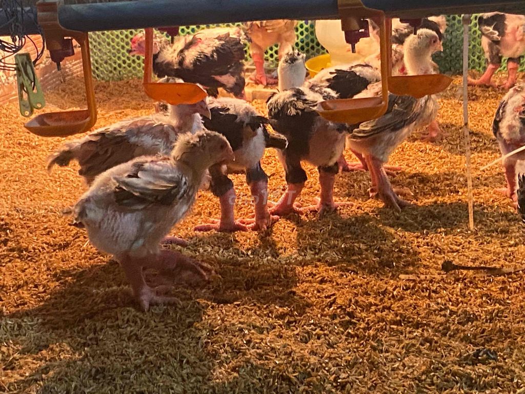 Gà Đông Tảo thuần đã tiêm phòng. Mua bán Gà tại Thành phố Dĩ An Bình Dương được đăng bởi Thành Nguyễn hình 1