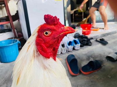 Gà Thái Mỹ. Mua bán Gà tại Quận 7 Tp Hồ Chí Minh được đăng bởi Huy