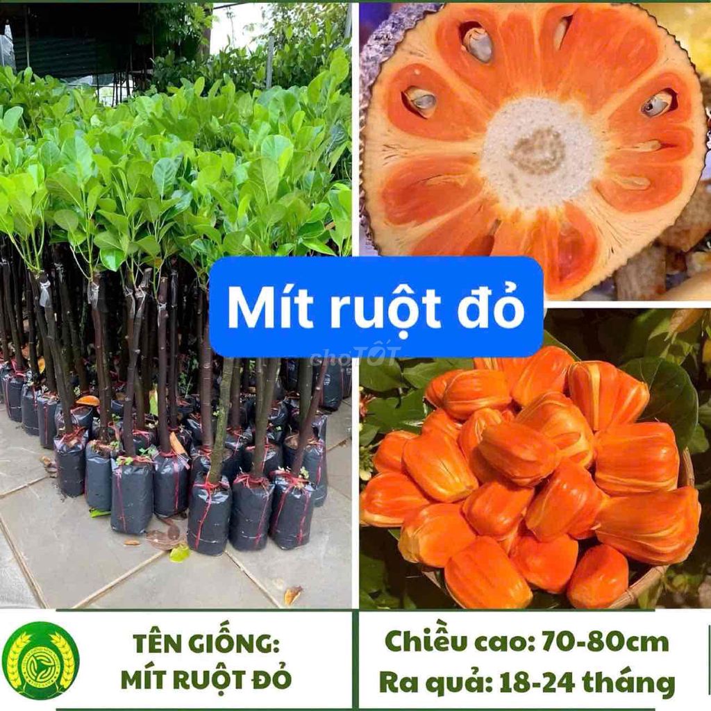 Mít Ruột Đỏ