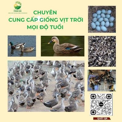 Thủy  cầm - Vịt rằn mọi độ tuổi. Mua bán Đồ chuyên dụng, Giống nuôi trồng tại Quận Bình Tân Tp Hồ Chí Minh được đăng bởi Nông Trại Xanh Phương Nam