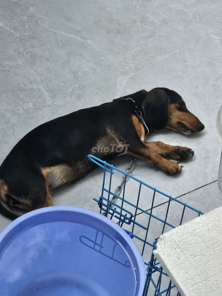 Lạp xưởng bò sữa tìm chủ. Mua bán Chó tại Thành phố Thủ Đức Tp Hồ Chí Minh được đăng bởi Tuấn a hình 1
