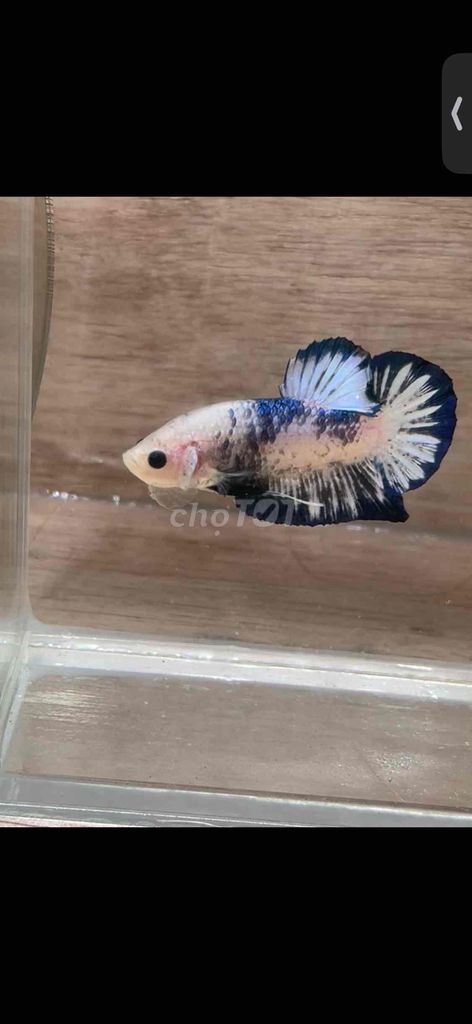 Cá Betta Plakat Trống 3-3.5cm. Mua bán Thú cưng khác tại Quận 3 Tp Hồ Chí Minh được đăng bởi Long hình 1