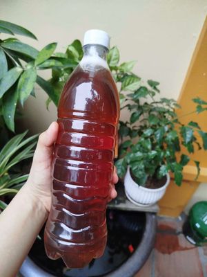 Mật ong hoa nhãn nhà ông ngoại. Mua bán Đồ ăn, thực phẩm và các loại khác tại Huyện Hoài Đức Hà Nội được đăng bởi Đỗ Quang Vinh