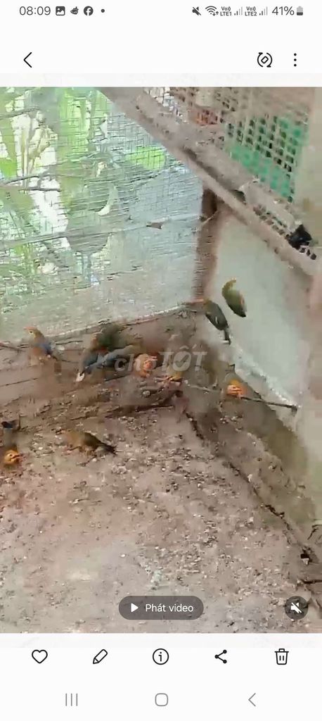Chim Quế Lâm. Mua bán Chim tại Quận Long Biên Hà Nội được đăng bởi tổng kho gia dụng  hình 1