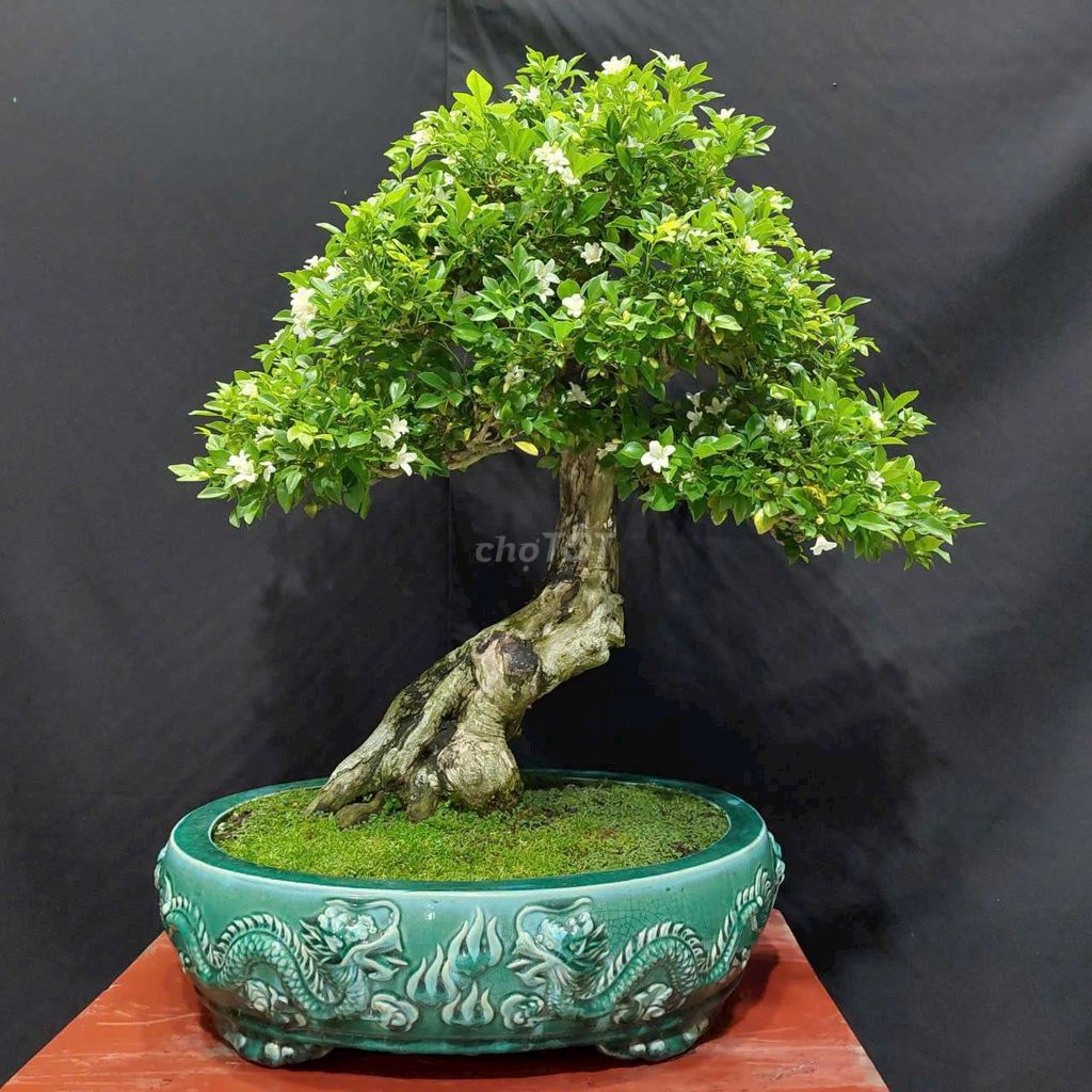 Cây nguyệt quế bonsai cao 60cm