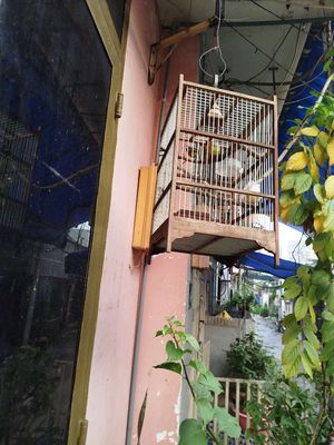 Chim hút mật 5 màu bẫy đấu. Mua bán Chim tại Thành phố Thủ Đức Tp Hồ Chí Minh được đăng bởi khanh