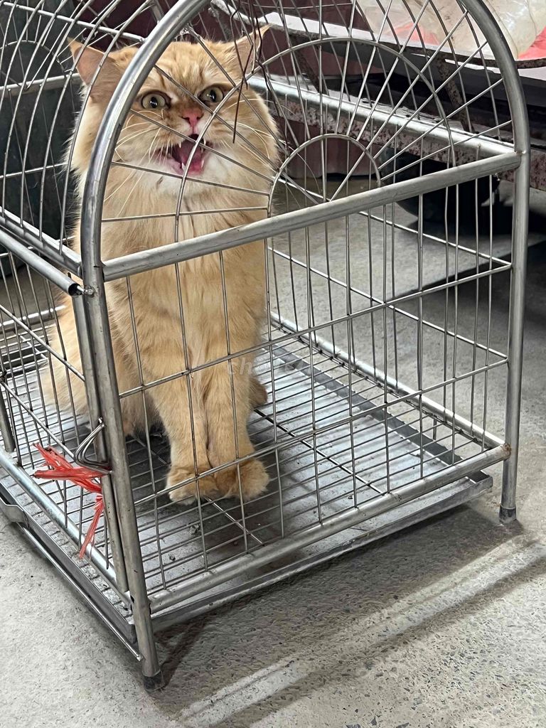 Mèo Anh hơn 1 tuổi. Mua bán Mèo tại Huyện Khoái Châu Hưng Yên được đăng bởi Đại Lý Hoa Lụa hình 1