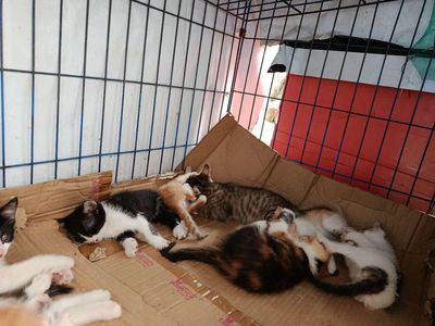 Mèo lai Anh lông dài con