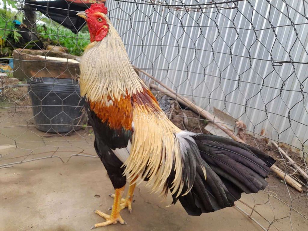 Chuối 3kg. Mua bán Gà tại Huyện Tri Tôn An Giang được đăng bởi sang nguyễn hình 1