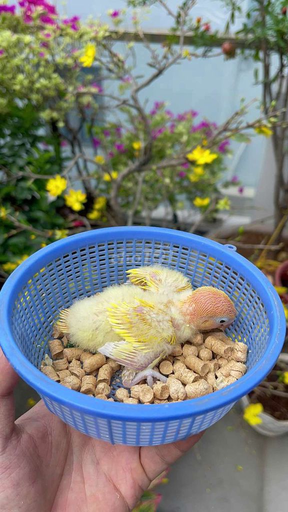 Lovebird có viền vàng đầu đỏ đón tết