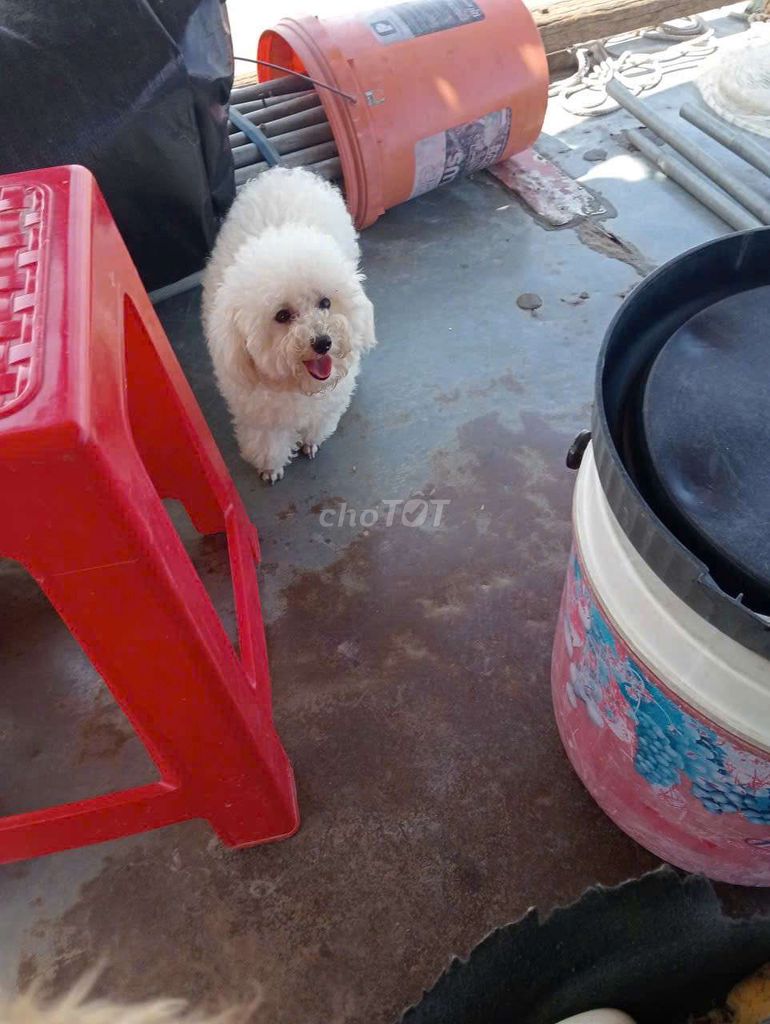 Mua Bán-phối giống. Mua bán Chó tại Huyện Gò Dầu Tây Ninh được đăng bởi Tâm Pom có ZaIo hình 2