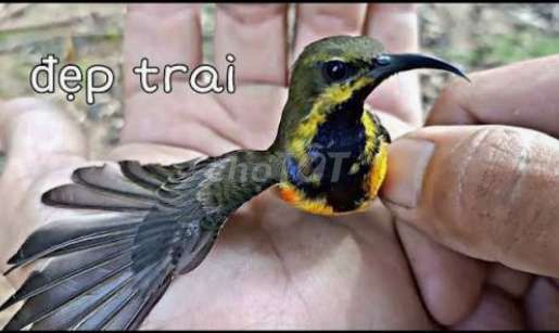 Chim hút mật nhiều màu 5 tháng. Mua bán Chim tại Thành phố Thủ Đức Tp Hồ Chí Minh được đăng bởi Nguyễn Quang Vinh hình 1