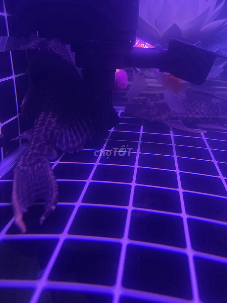 Cá dọn bể Hơn 20cm. Mua bán Thú cưng khác tại Quận Liên Chiểu Đà Nẵng được đăng bởi Thành Công hình 1